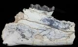 Brontotherium (Titanothere) Jaw Section - (reduced price) #50813-3